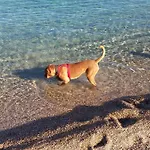 Lägenhet Al Mare Via Delle Mimose *
