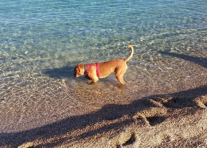 Apartman Al Mare Via Delle Mimose *